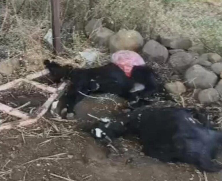 Screenshot_20251208_175131