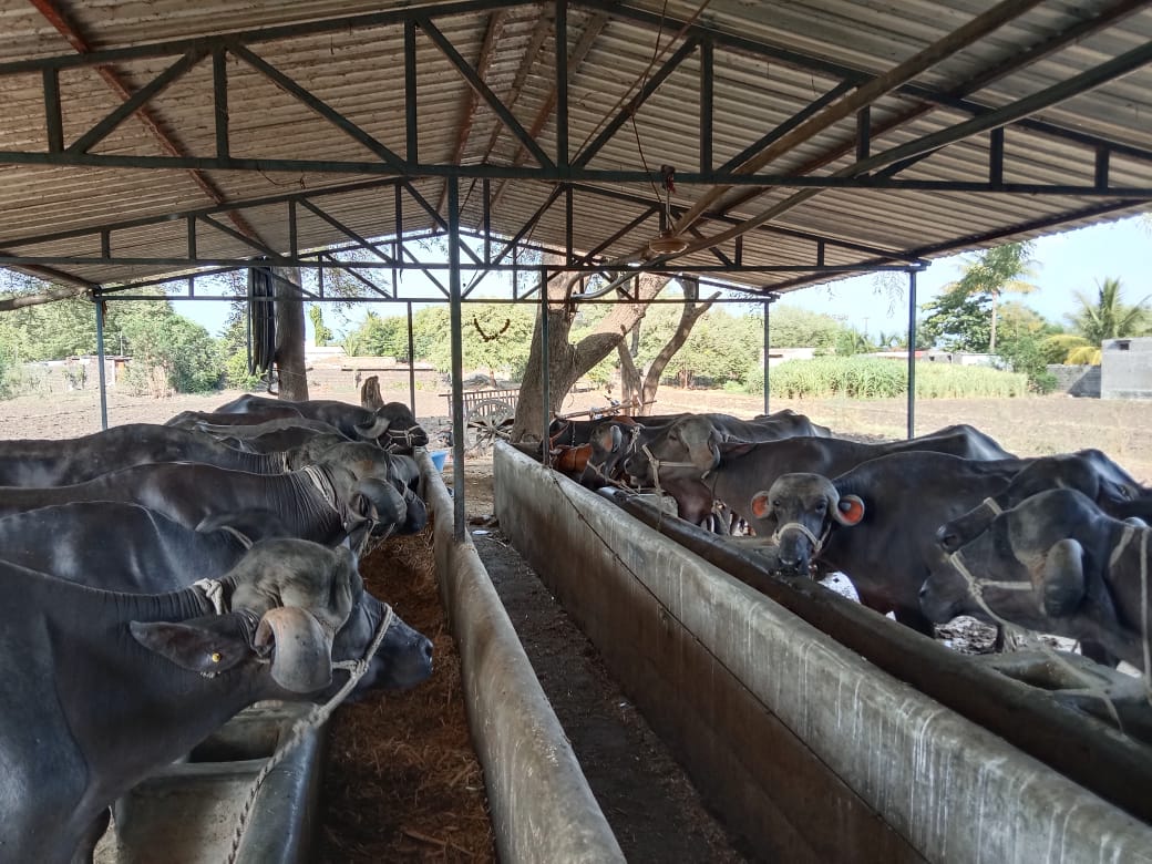 पशुखाद्याचे दर गगनाला, दुधाला मिळेना योग्य भाव; वाढत्या खर्चामुळे अंबाजोगाईतील दूध उत्पादक संकटात