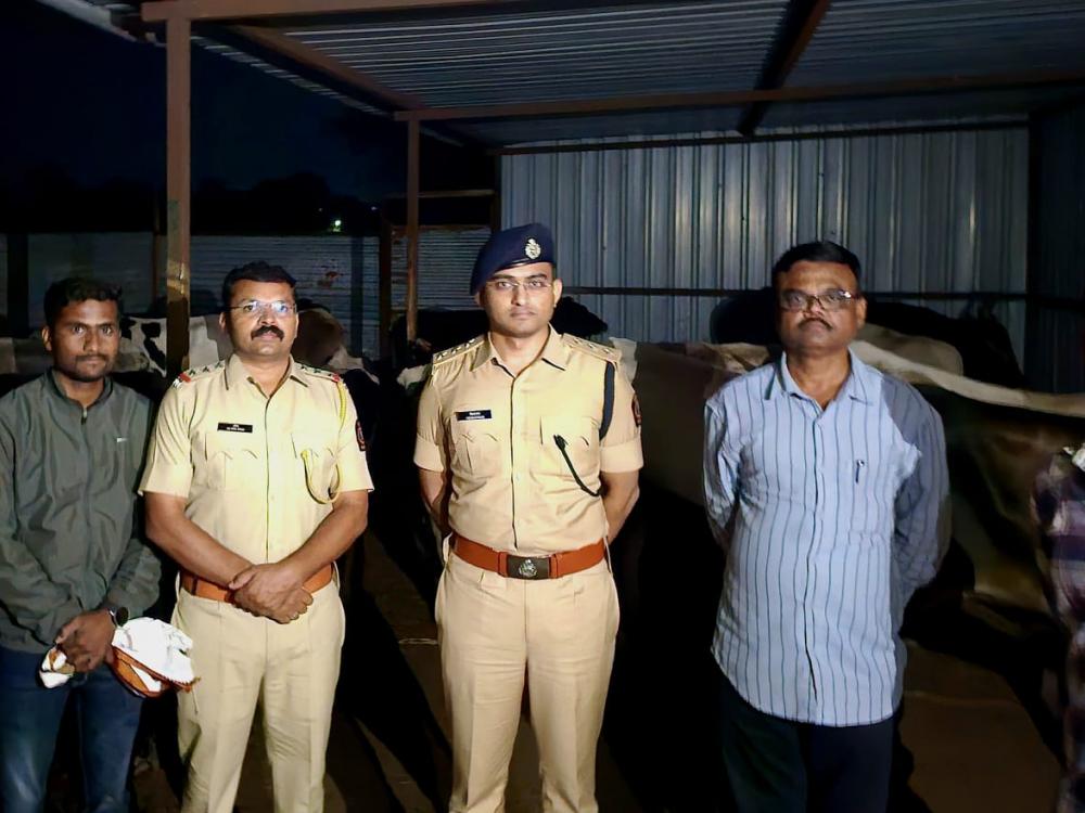 नेकनूर पोलिसांची मोठी कारवाई 36 गोवंश जनावरांची सुटका